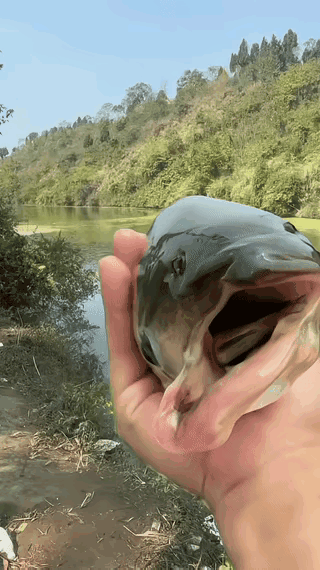 这鱼咋嘴巴也是歪的呢
难道它血压太高脑梗了啊？[泪奔]