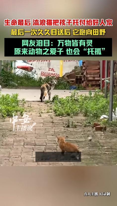 万物皆有灵性！6月20日报道，河北，一只流浪猫陪着猫崽崽观察了人类大半个月，觉得