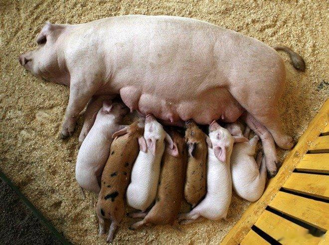 "少生孩子多养猪"是计划生育时期中国农村非常典型的一句宣传标语，在山东、河北、北