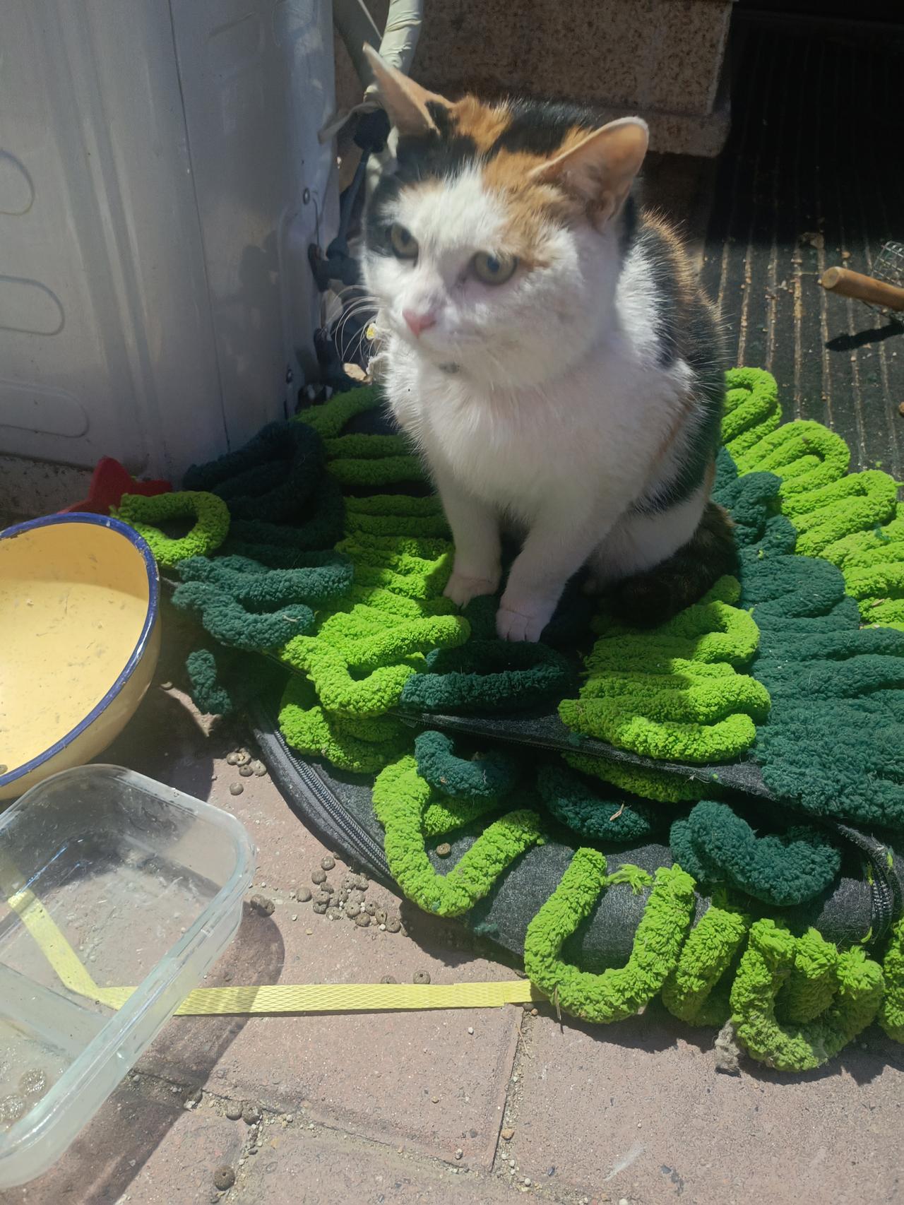 我恍惚看到了那只“察言观色的猫”！下午接女儿放学，顺便去小区门口超市买点晚上吃的