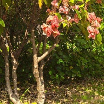 我想让花开满你心中每个角落，花开花落，陪你走过无数个花期 