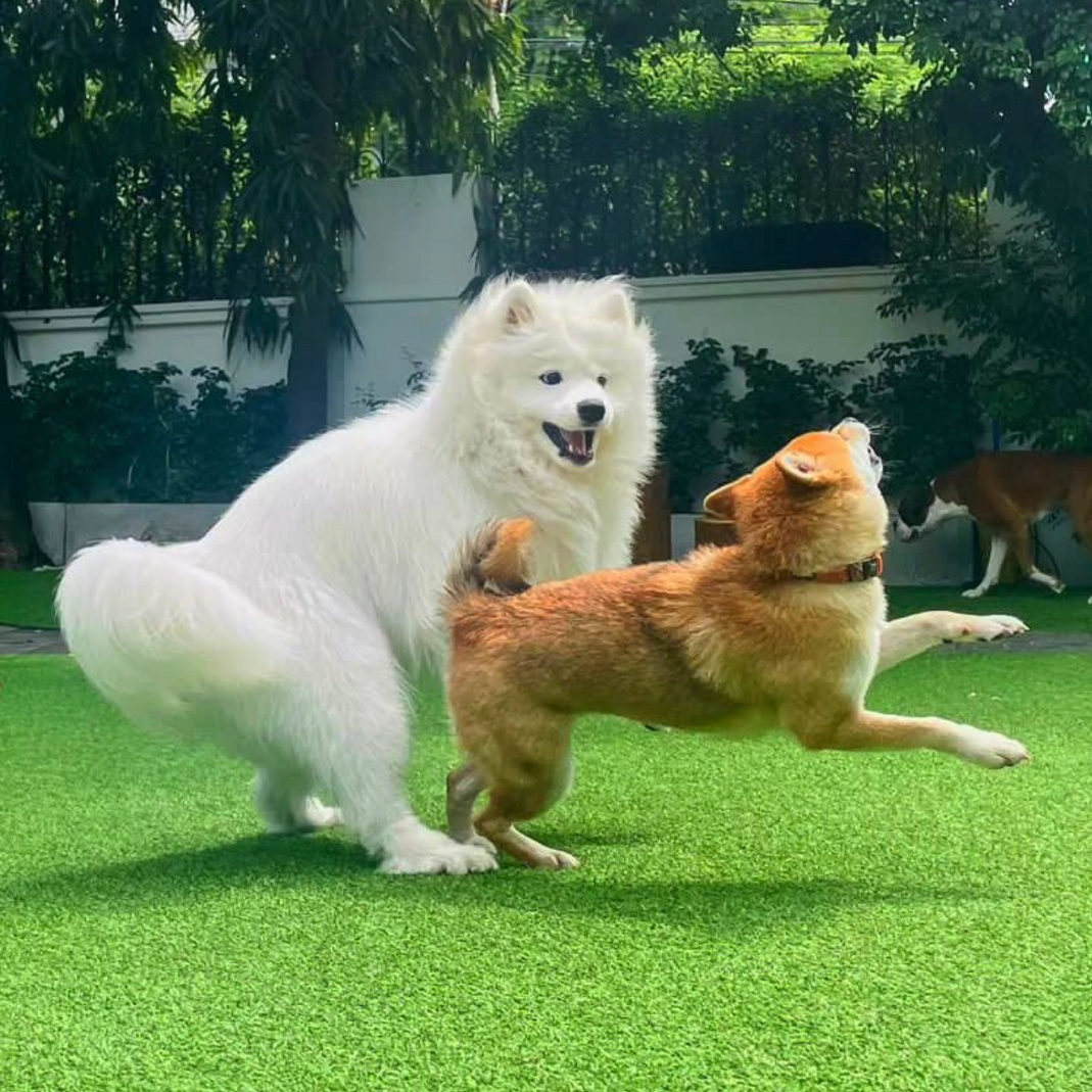 萨摩耶：你逃，我追，你插翅难飞 