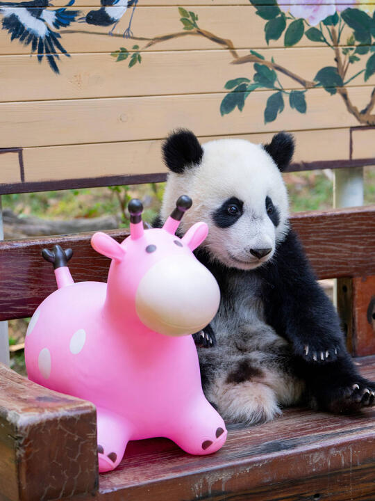熊猫崽崽真的好可爱🐼