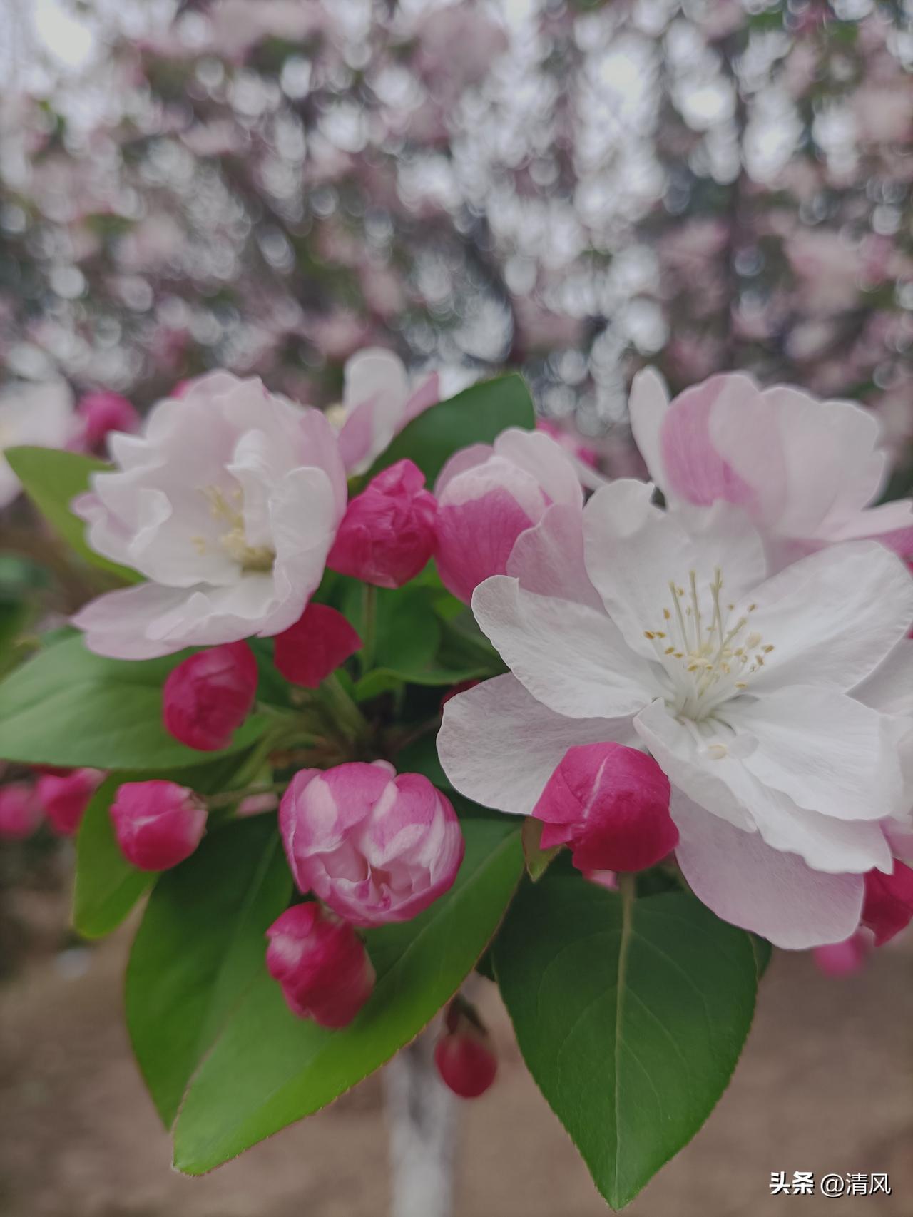 春日，公园里的海棠嫣然绽放，娇艳欲滴，明艳动人，太美了。