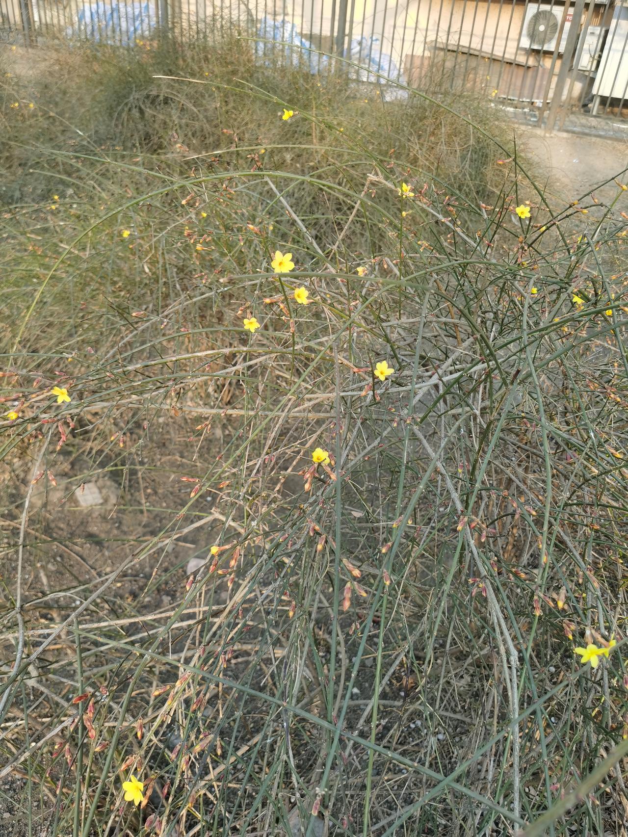 晒图笔记大赛迎春花已开