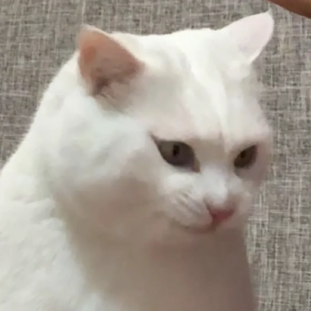 一组猫猫头