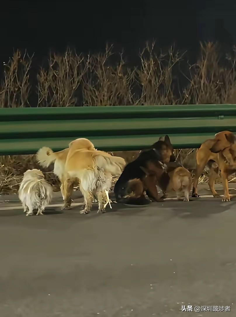 长春高速公路上逃出的这7条狗简直神了，尤其是那条黑色的德牧。足足17公里，这可不