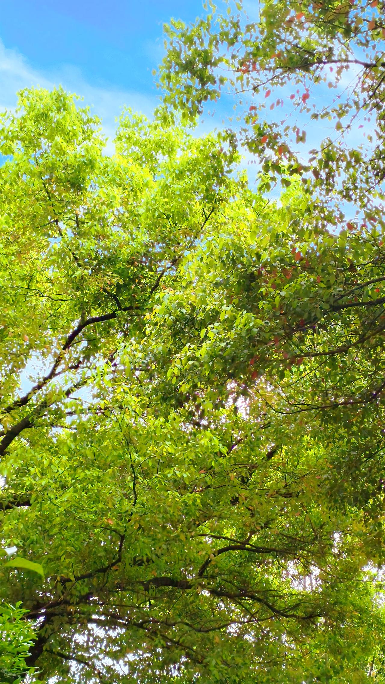 今年春天最想实现的心愿我想去大理，在洱海边骑行，感受春风拂面，看那波光粼粼的湖面