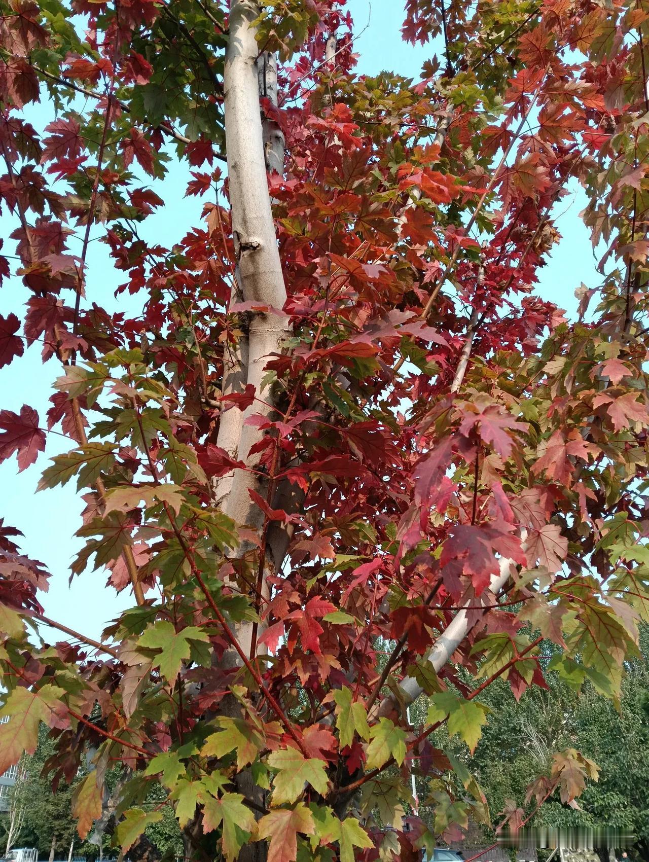 不知不觉已是秋，昨天是休息日，闲来外出逛逛，发现街道上的红枫已经大部分变成了红色