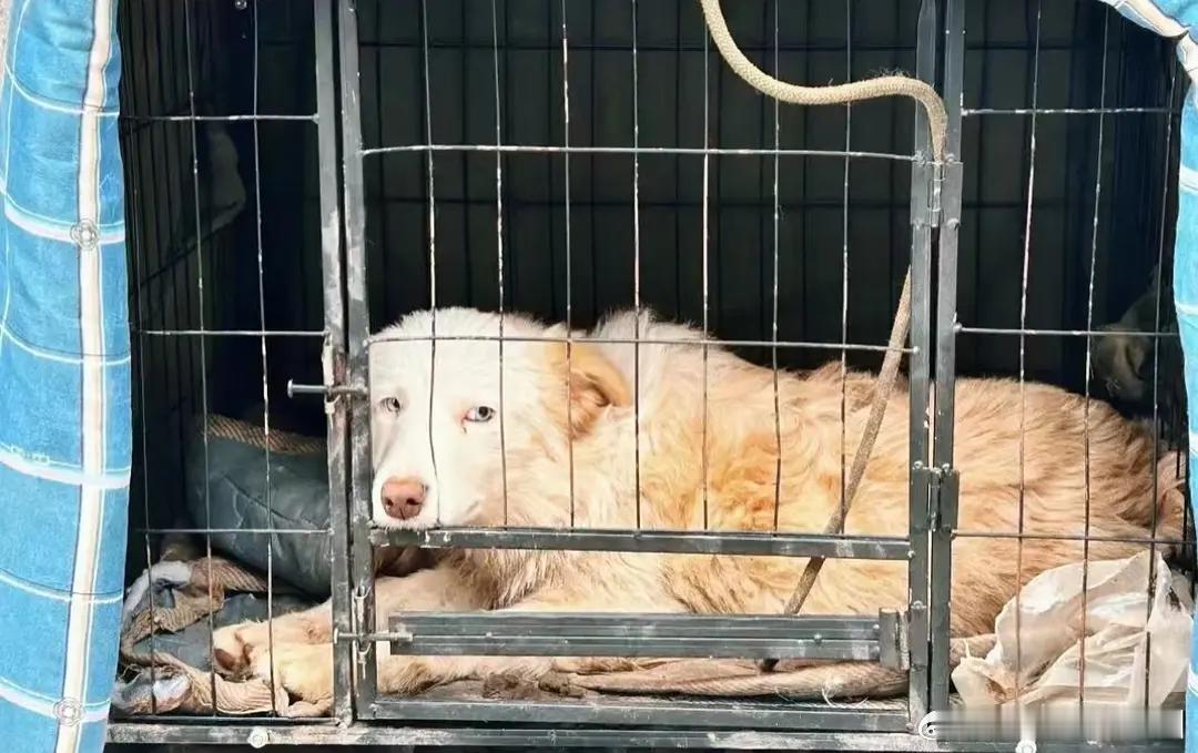 陈哲远收养了剧组小狗和流浪猫猫….养得好好哦 ​​​