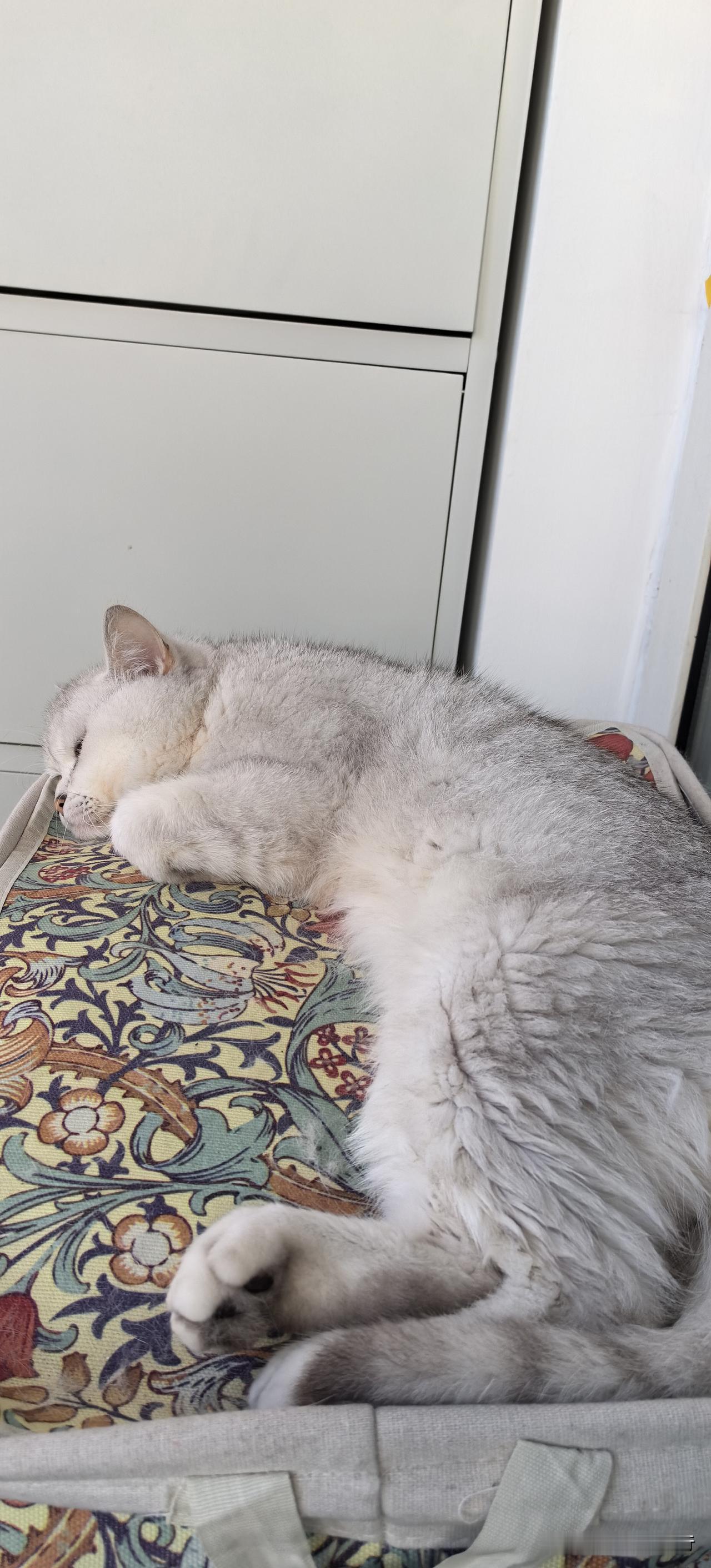 真是猫生幸福啊！太让人羡慕了