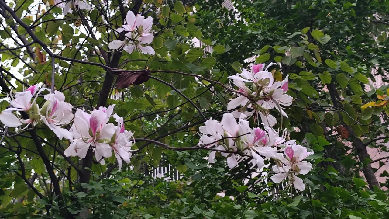 晒图笔记大赛小区里漂亮的花花晒出相册里的花草树木