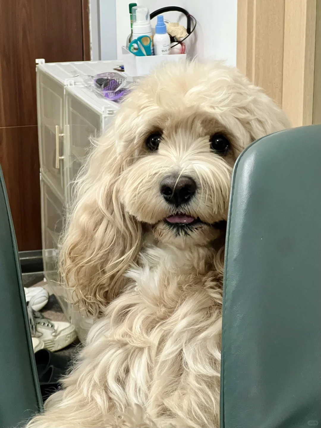 小馋狗口水要滴下来了🐶