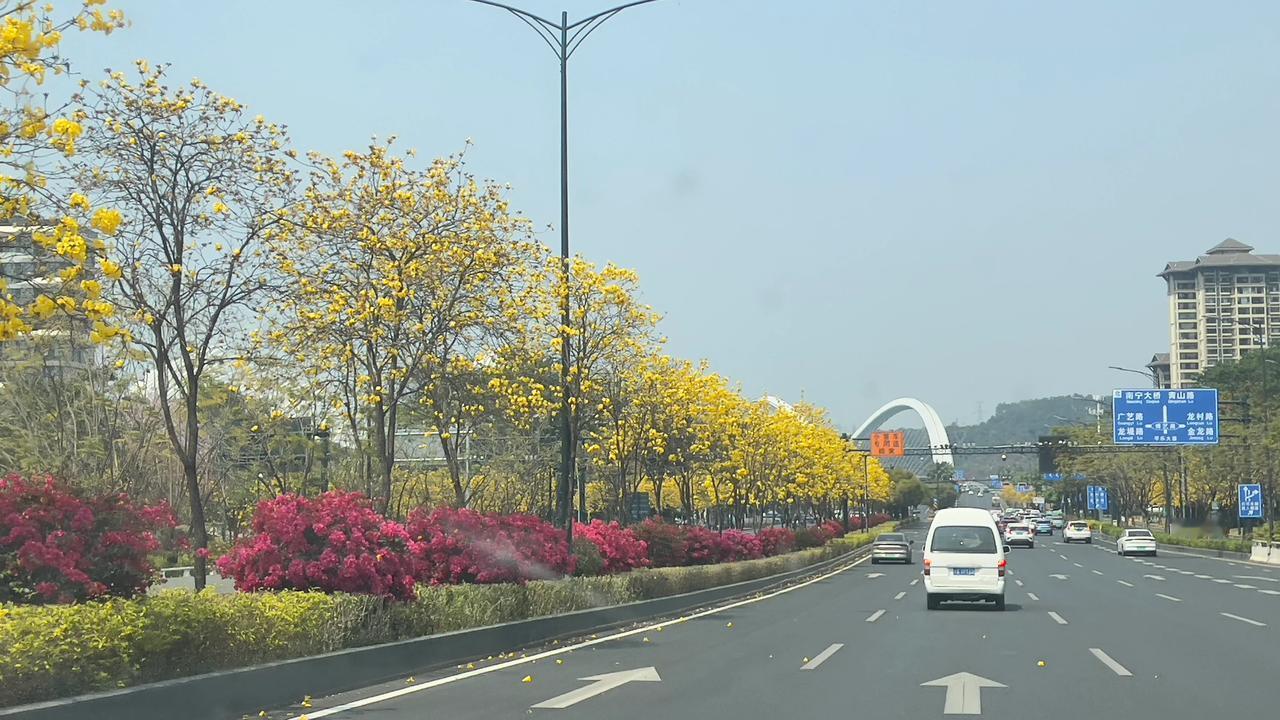 南宁街道两边的黄色的黄枫柃花和红色的三角梅花，争芳斗艳，互相辉映，让人看后感觉心