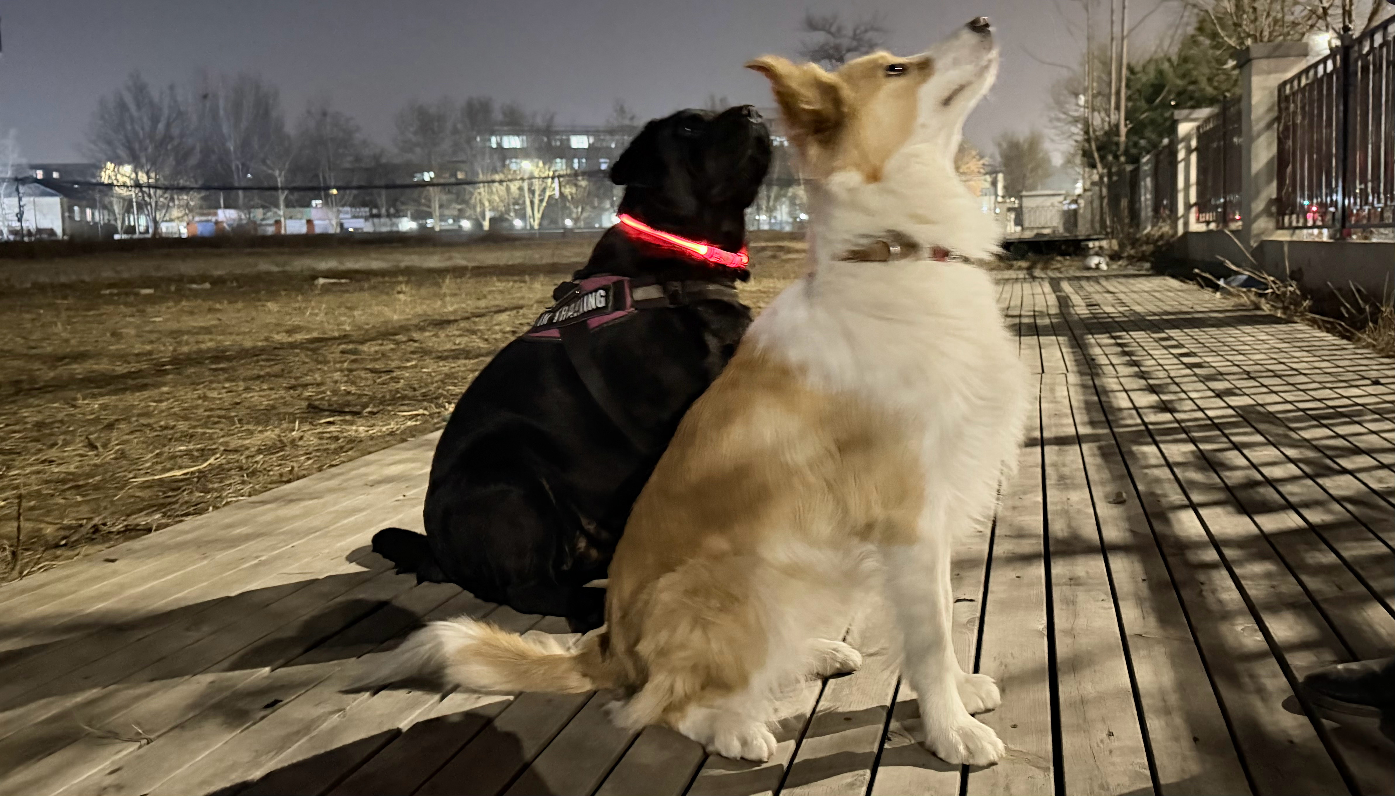 月全食年十五 遛狗 赏月 看呲花月全食