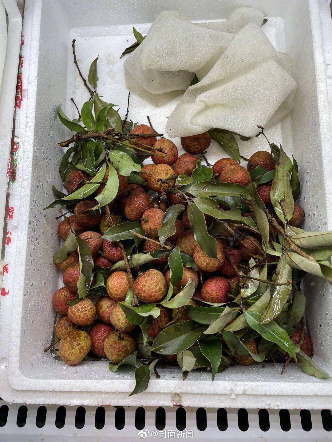 【#成都人终于等来吃荔枝自由#：“赶紧买点回去”】在今年4月上市初期，荔枝的价格