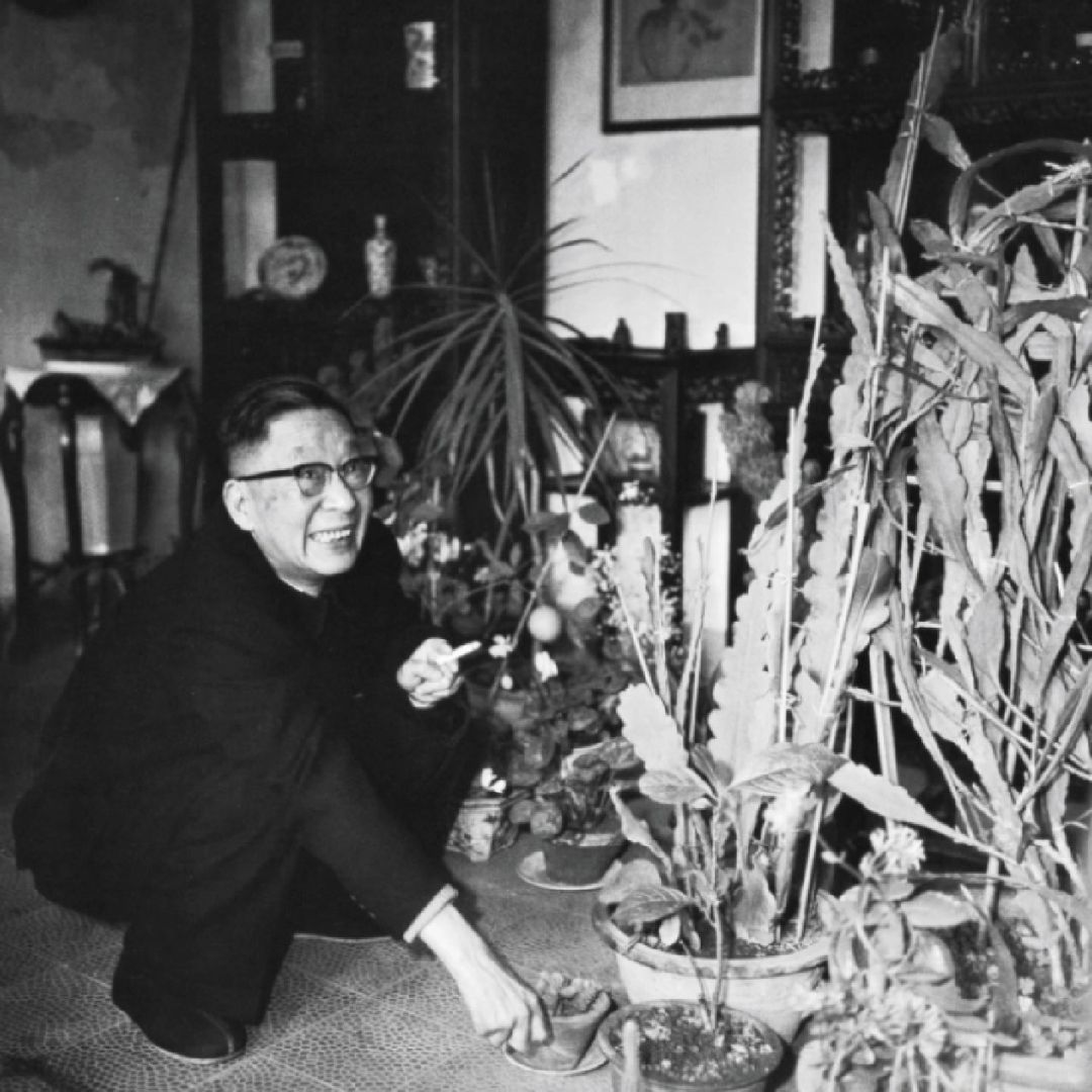 老舍养花｜1966年