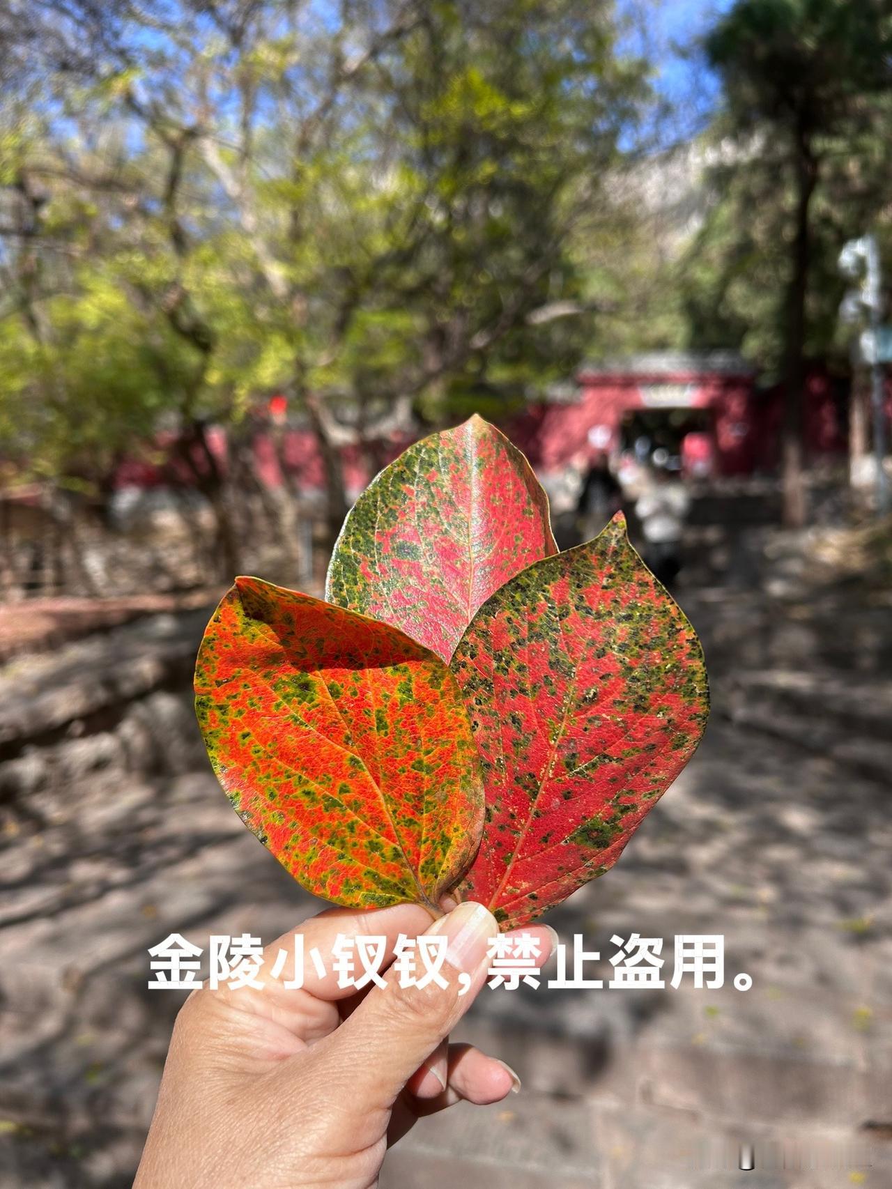 今天听朋友说讲了她认识的一位大姐的事情，心里很受触动，写出来与大家分享。


她