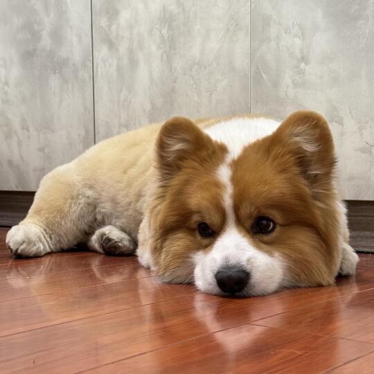 小虎的心事你别猜