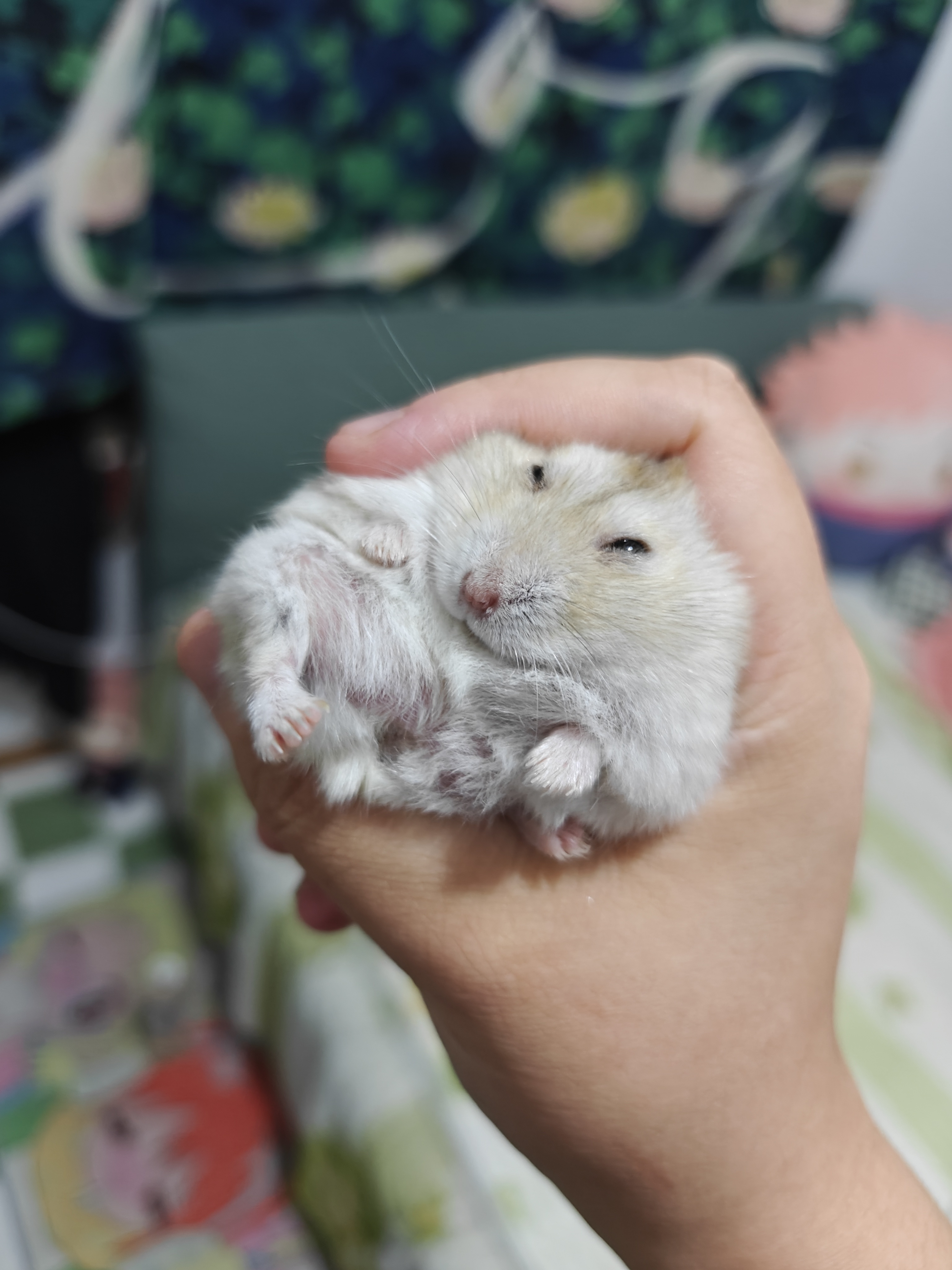 睾之丸。 