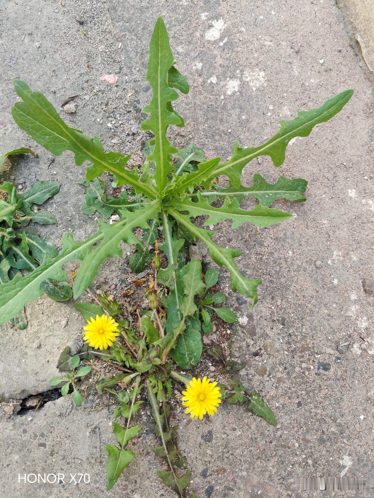 周末去野外挖蒲公英，那感觉真的是太爽了。听老人们讲，现在正是蒲公英生长的季节。周