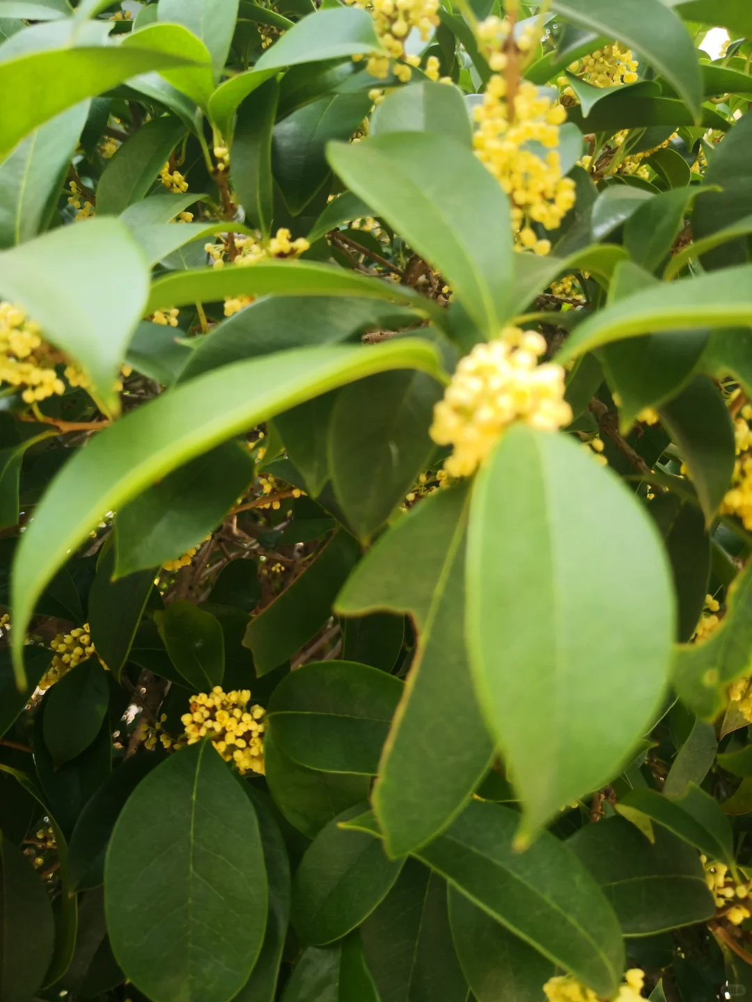 无锡桂花已开，国庆节桂花香中游玩啦