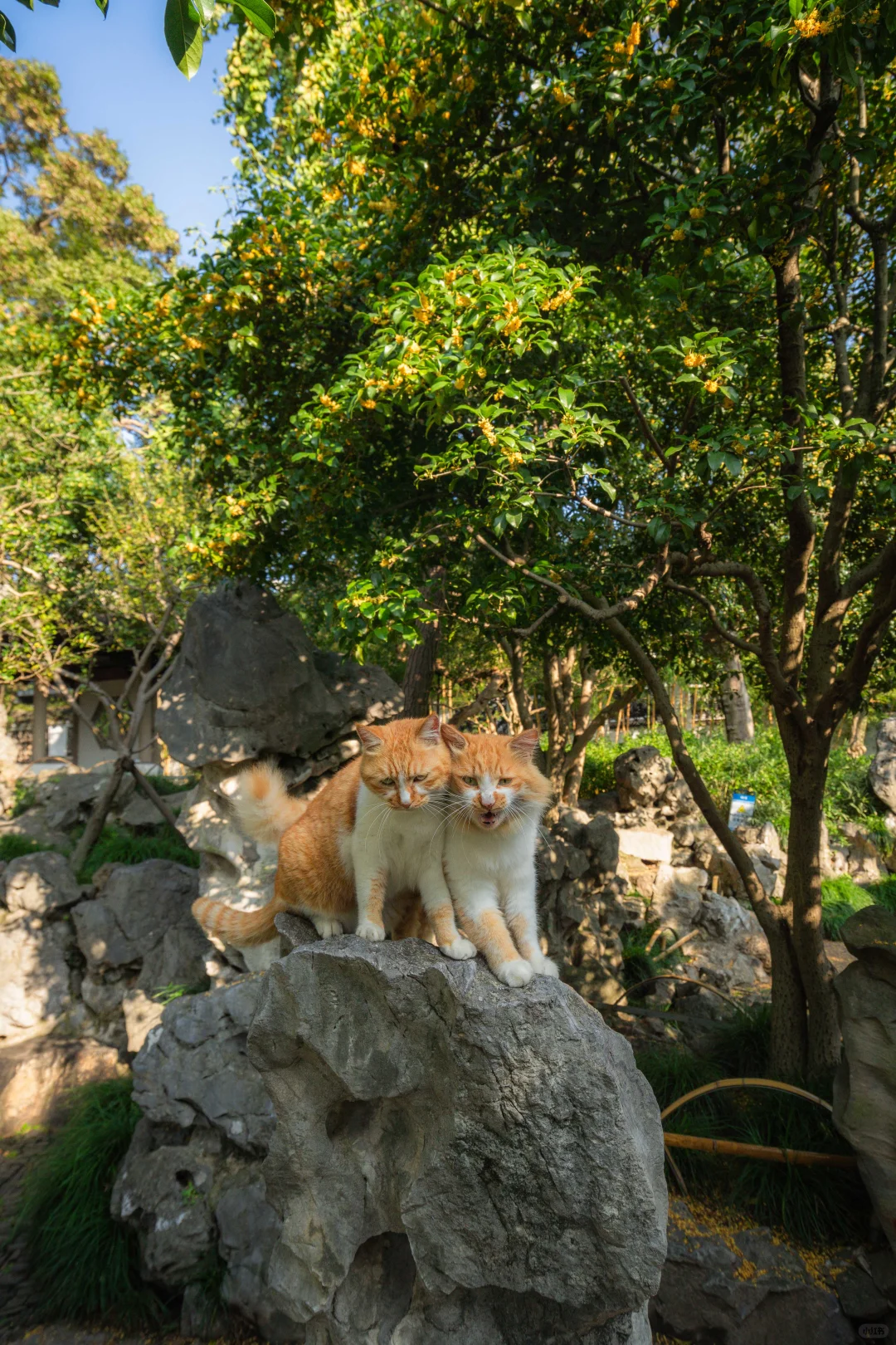 这是属于我的小母猫|桂花香味的猫