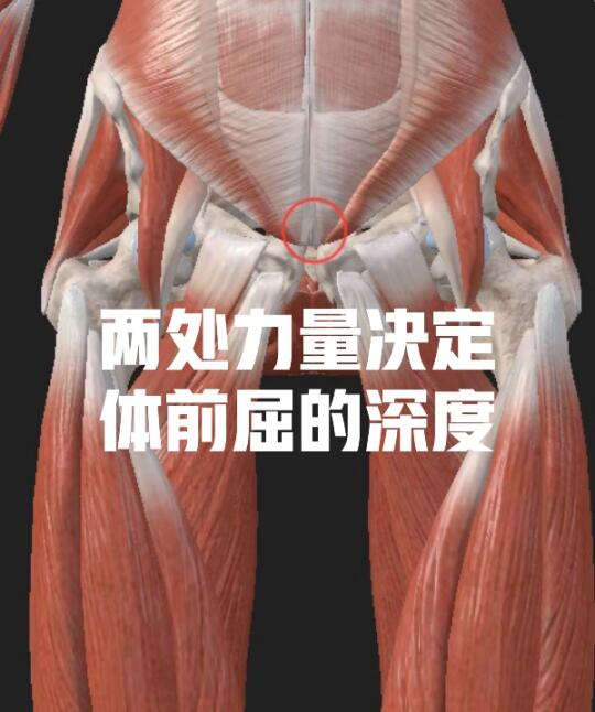 两处力量决定体前屈的深度