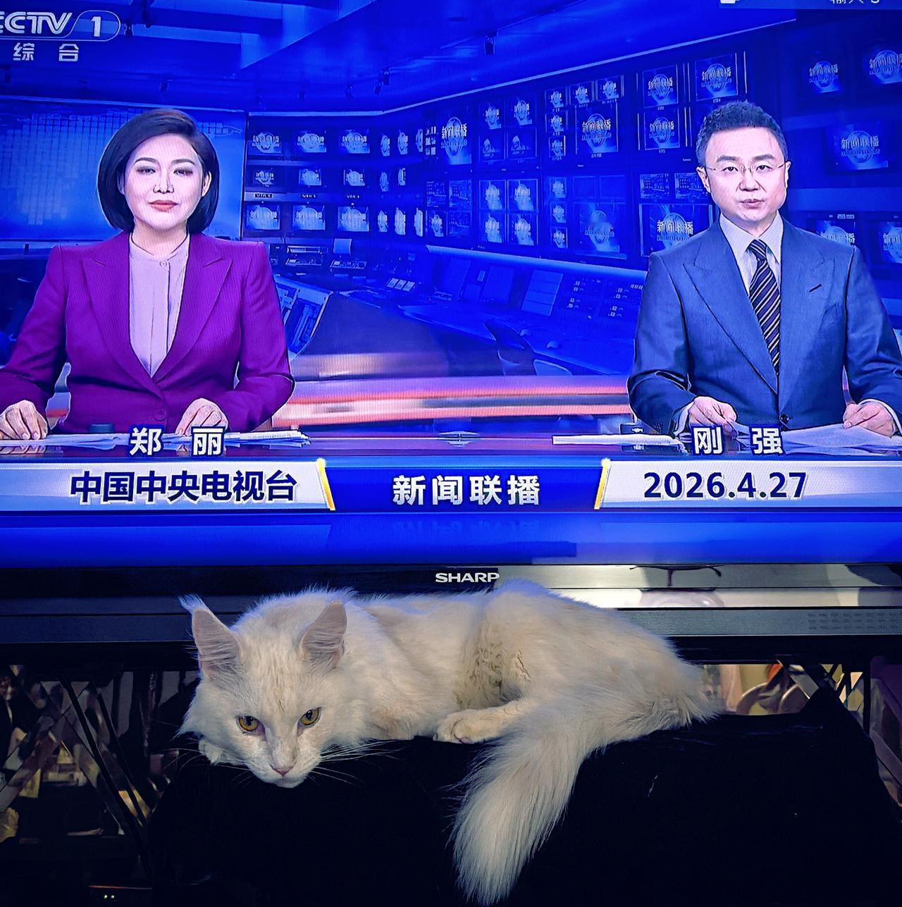 “醋意盎然”的家猫
自从儿子朋友的家猫临时寄养到我家后，每晚我看新闻联播时，它总