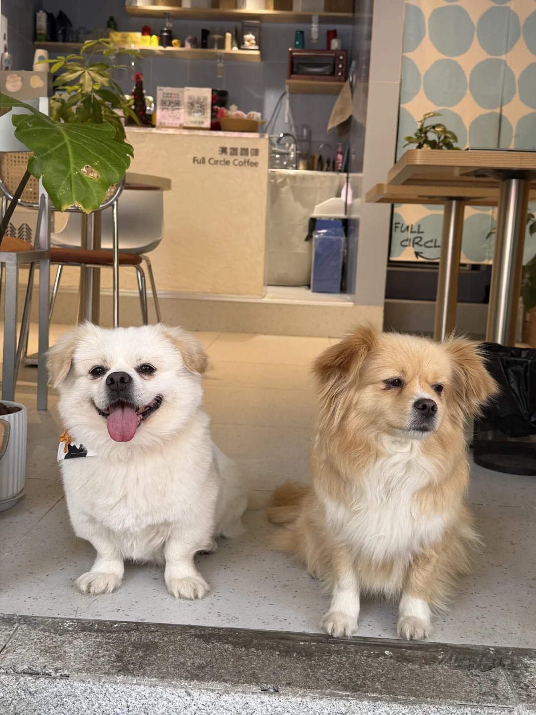 线条小狗合体｜上班第1天🆚上班第10年