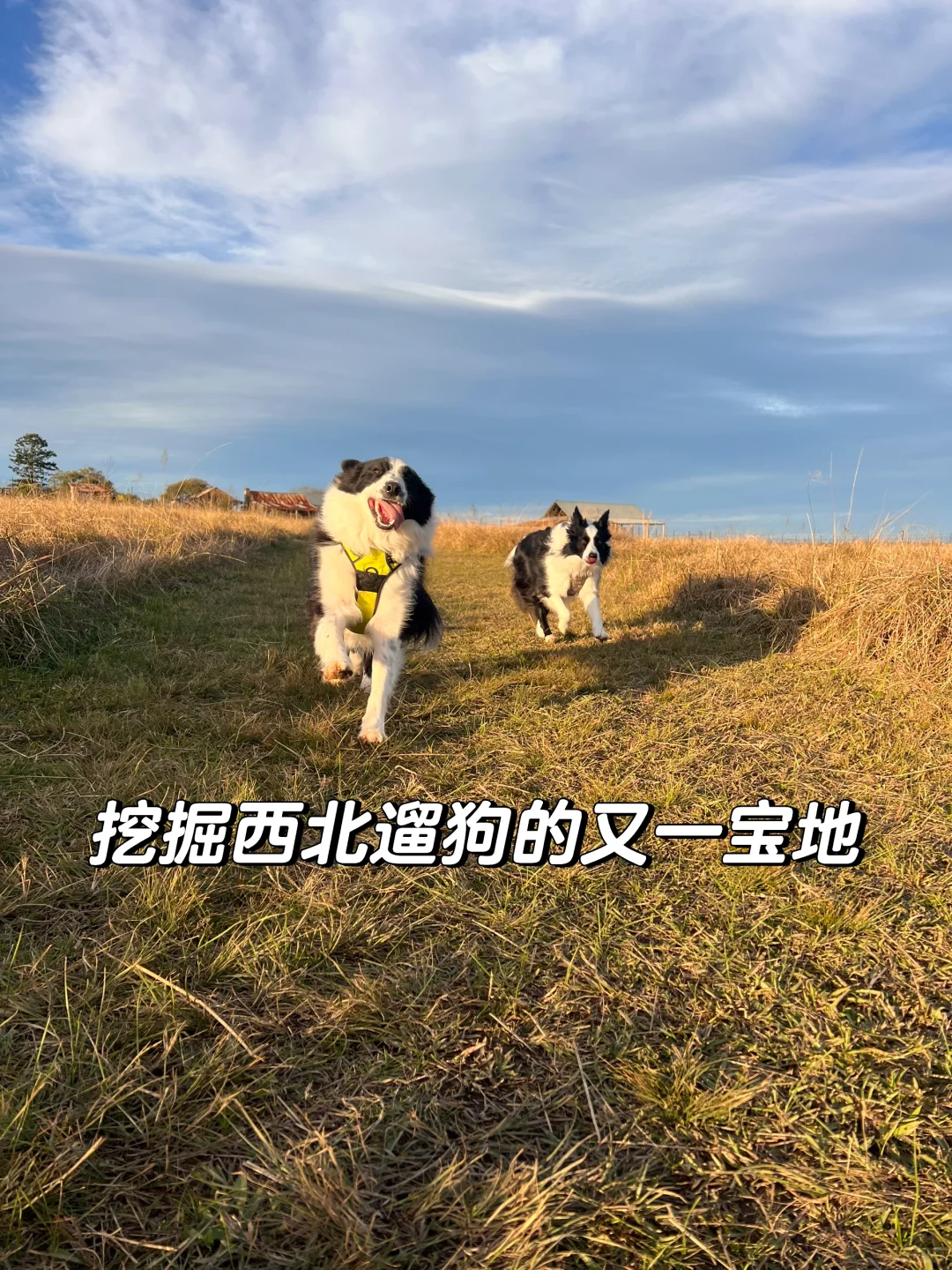 分享悉尼西北遛狗宝地 🏴‍☠️