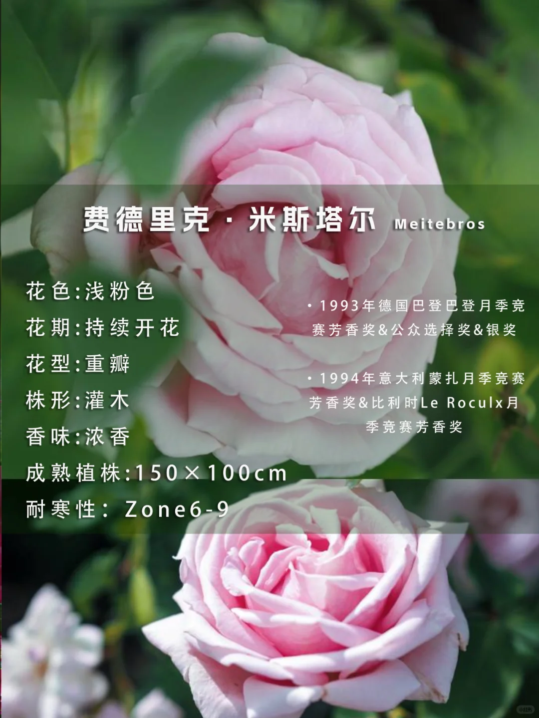 2024玫昂新品丨2款特别芳香月季推荐