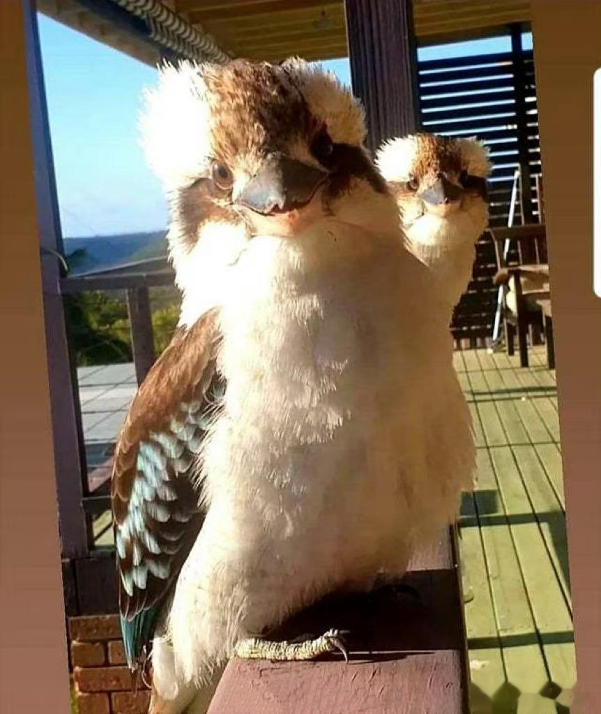 像糟老头子的笑翠鸟 ​​​