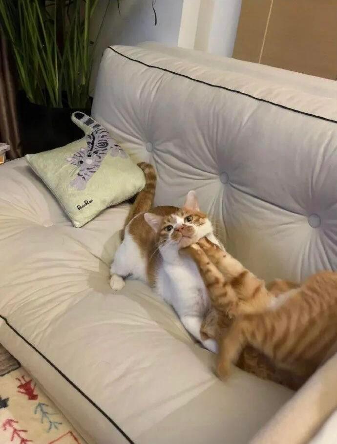 #小猫咪的打架方式能有多好笑# 小猫咪的打架方式能有多好笑哈哈哈哈哈#萌宠##猫