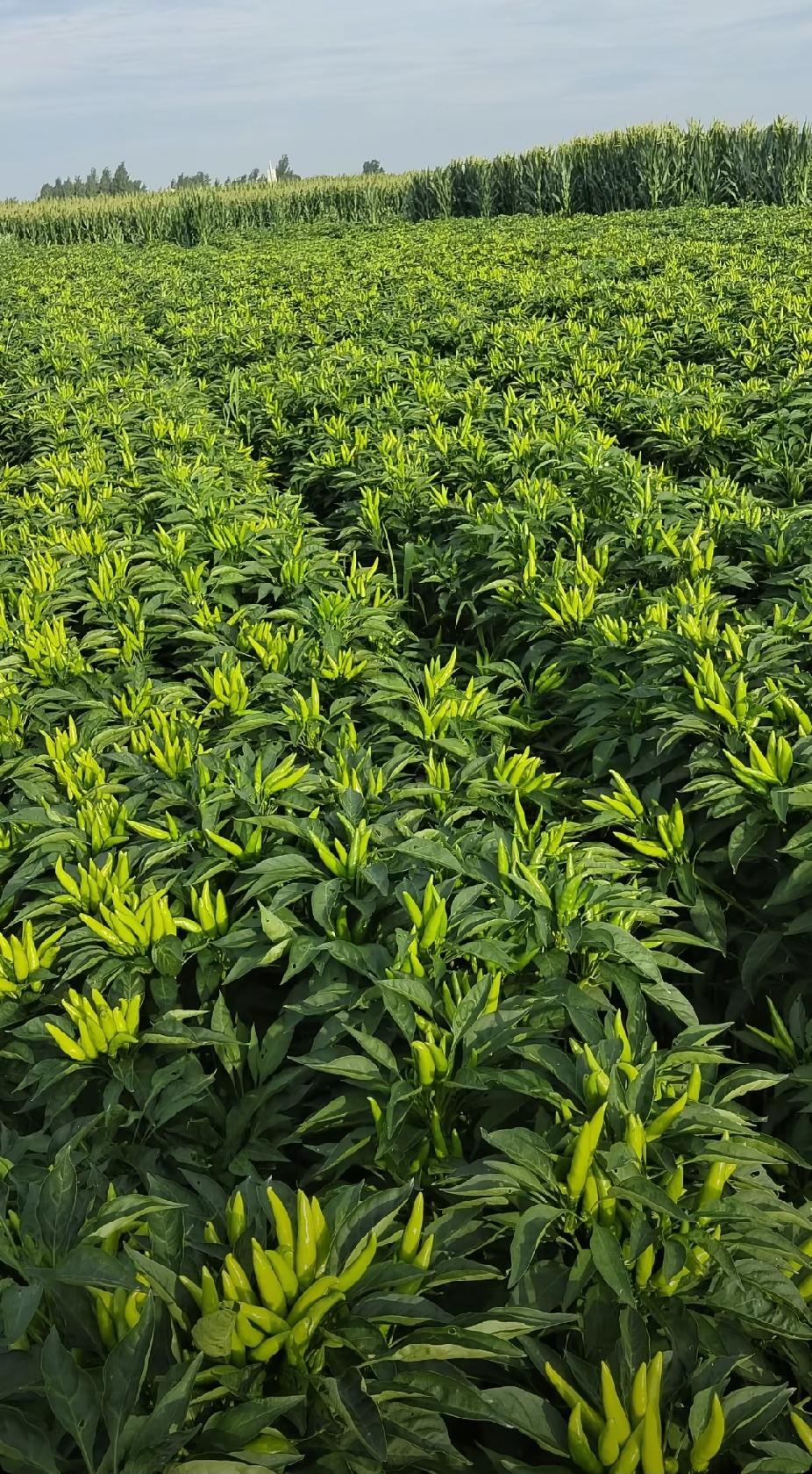 登临九天叶天帝，护尽山河负朝夕
任凭红尘多非议，一腔执念赴尘泥
 
世人皆知叶天