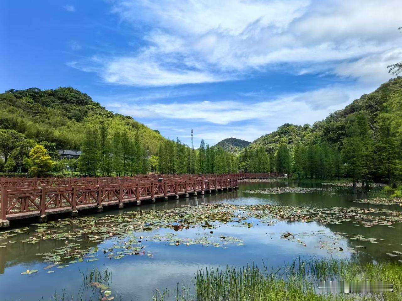 分享随手拍的景色早上好🌞