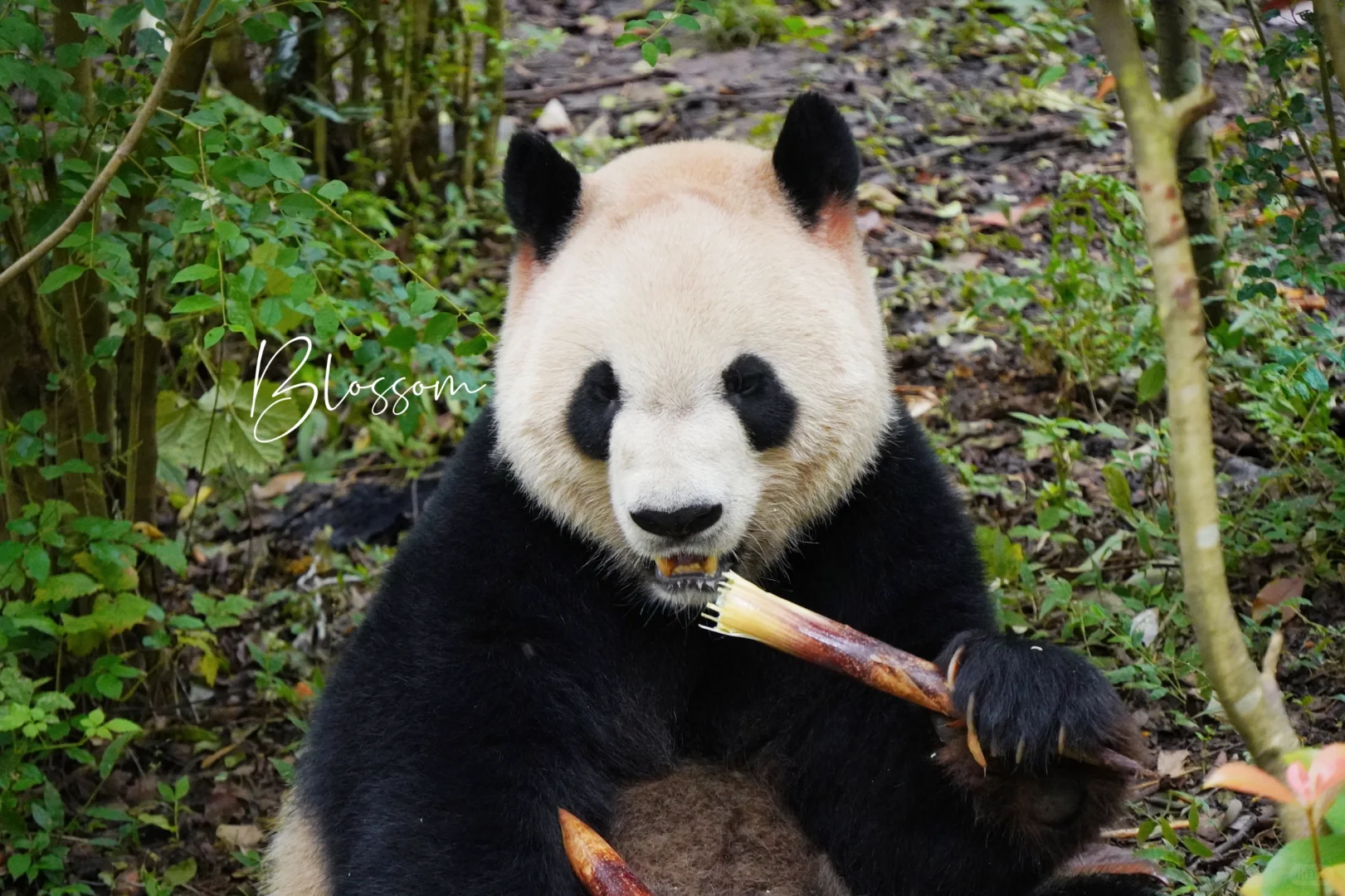 241026 帅熊熊晶大奥