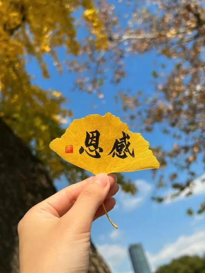 银杏叶，迎接秋天的好运。