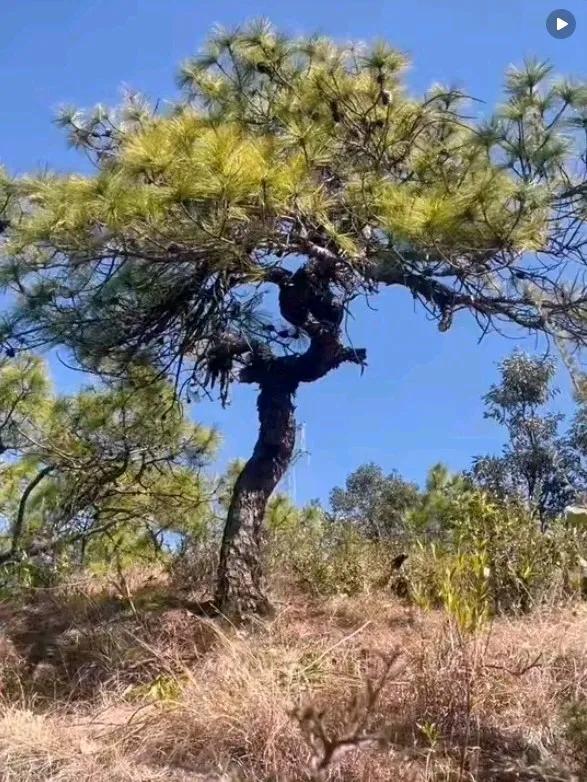 这是一棵自然形成，非常适合于盆景造型的难得的极品马尾松。
此树高3.5米（其中主