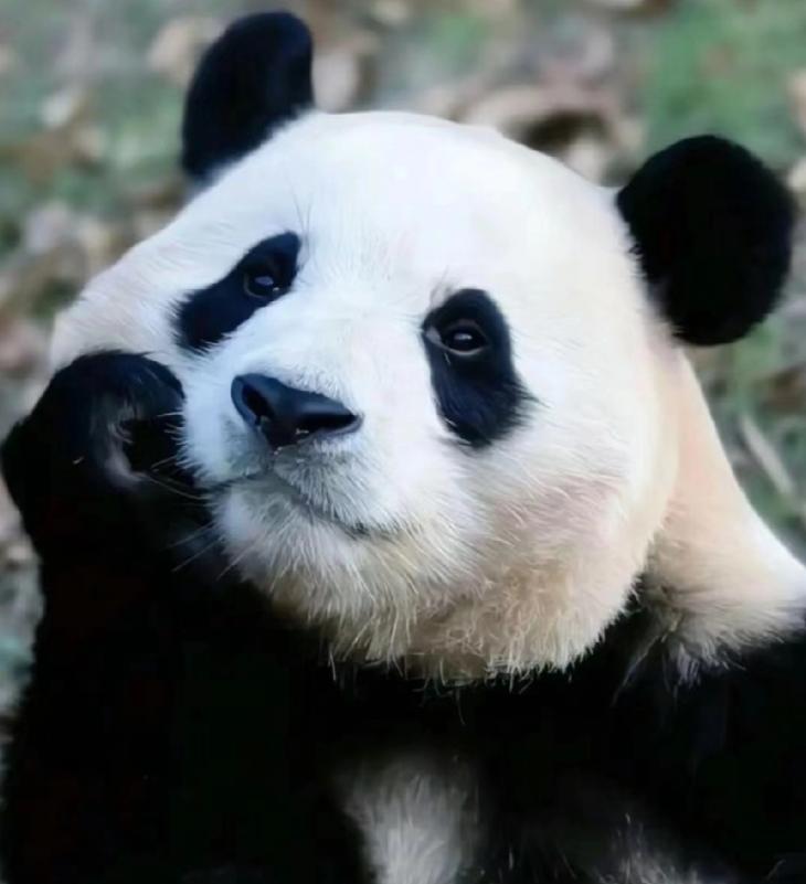 韩国想租借一对熊猫。李在明称，实在不行把“福宝”再借给我们也行…


在国际外交