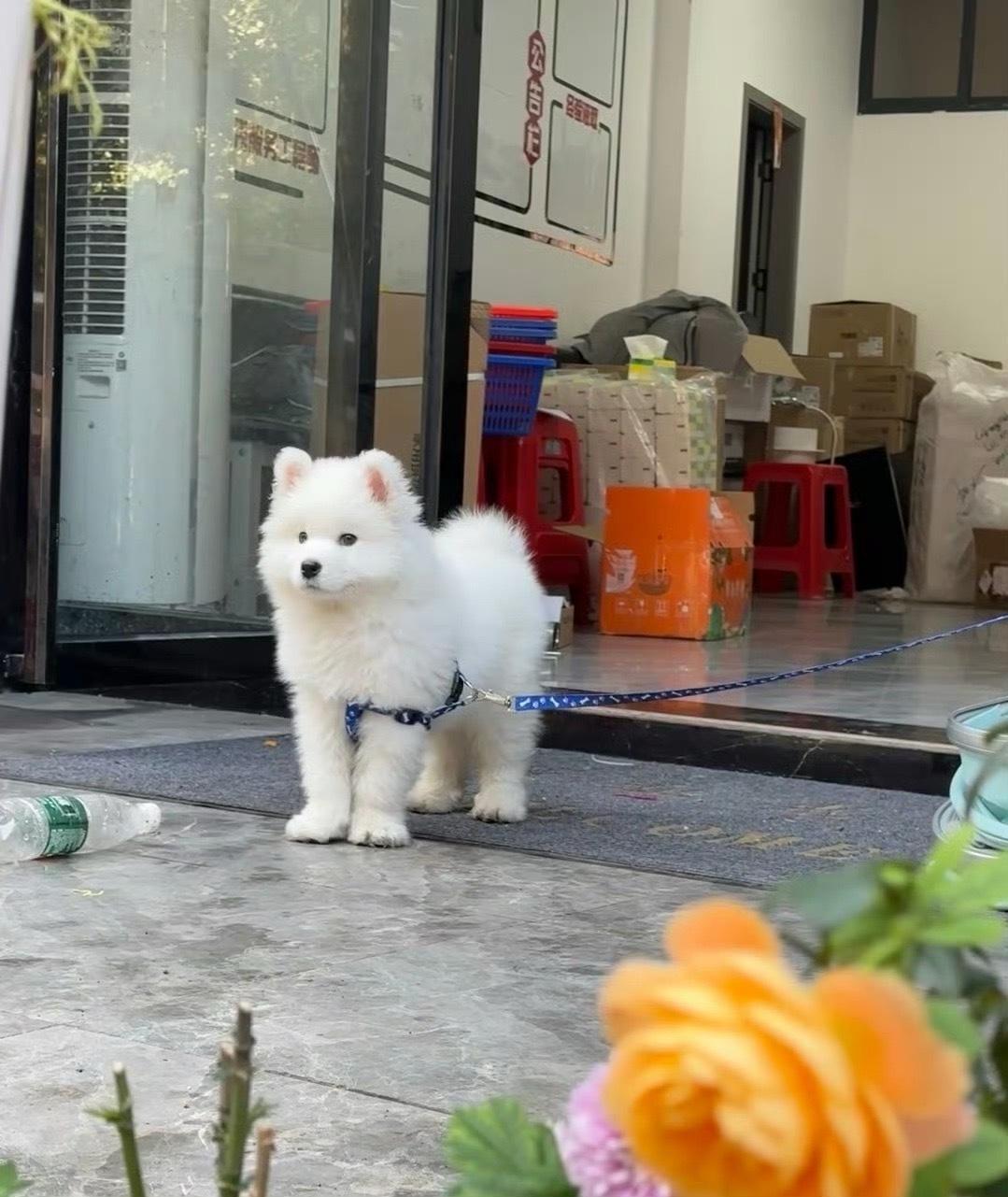 偶遇一只萨摩耶宝宝 