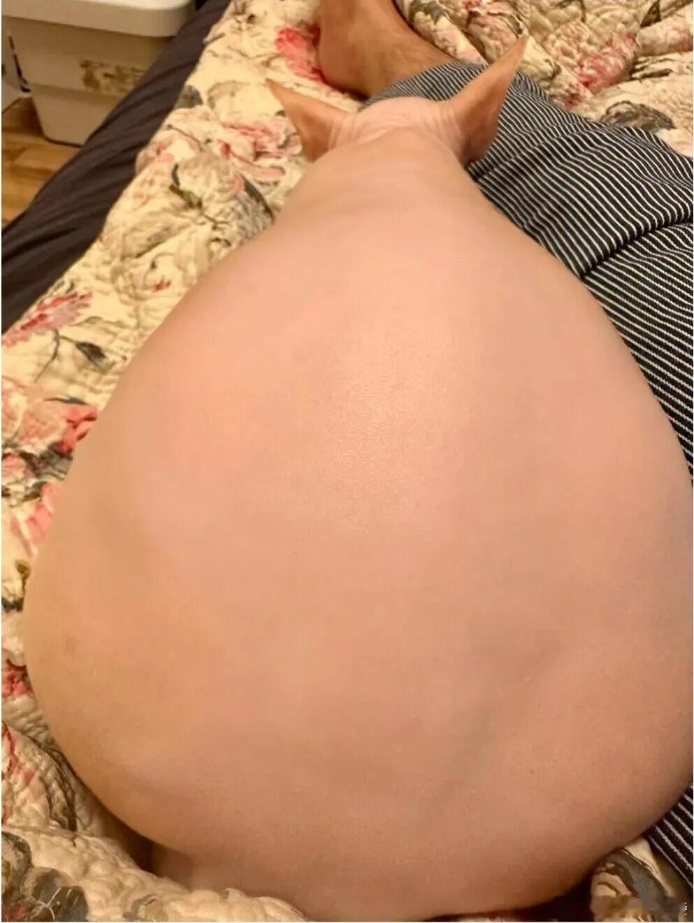 胖成猪了 