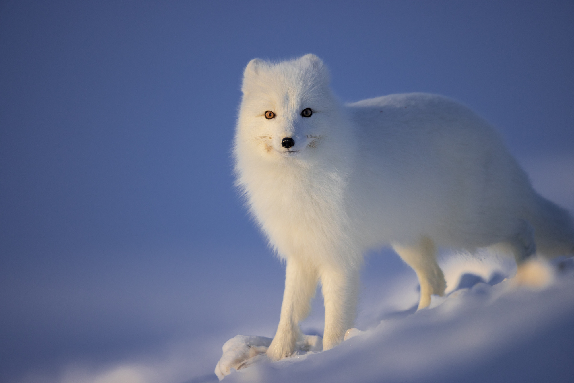 北极狐 白色的极地精灵【ins tag：Arctic Fox】 