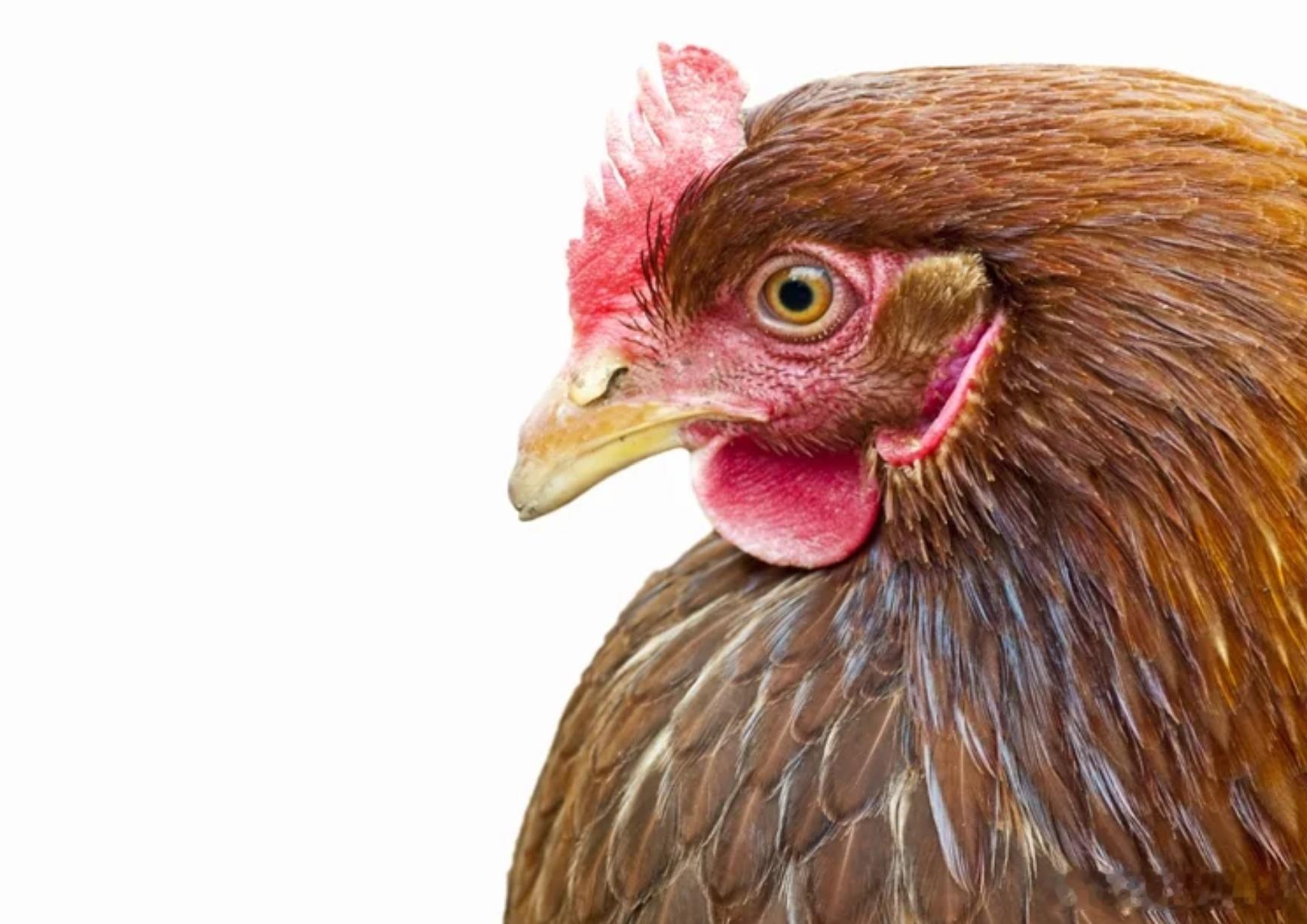 带母鸡进课堂当“情绪支持动物”？加拿大教授引热议海外新鲜事ai热点共创计划 加拿