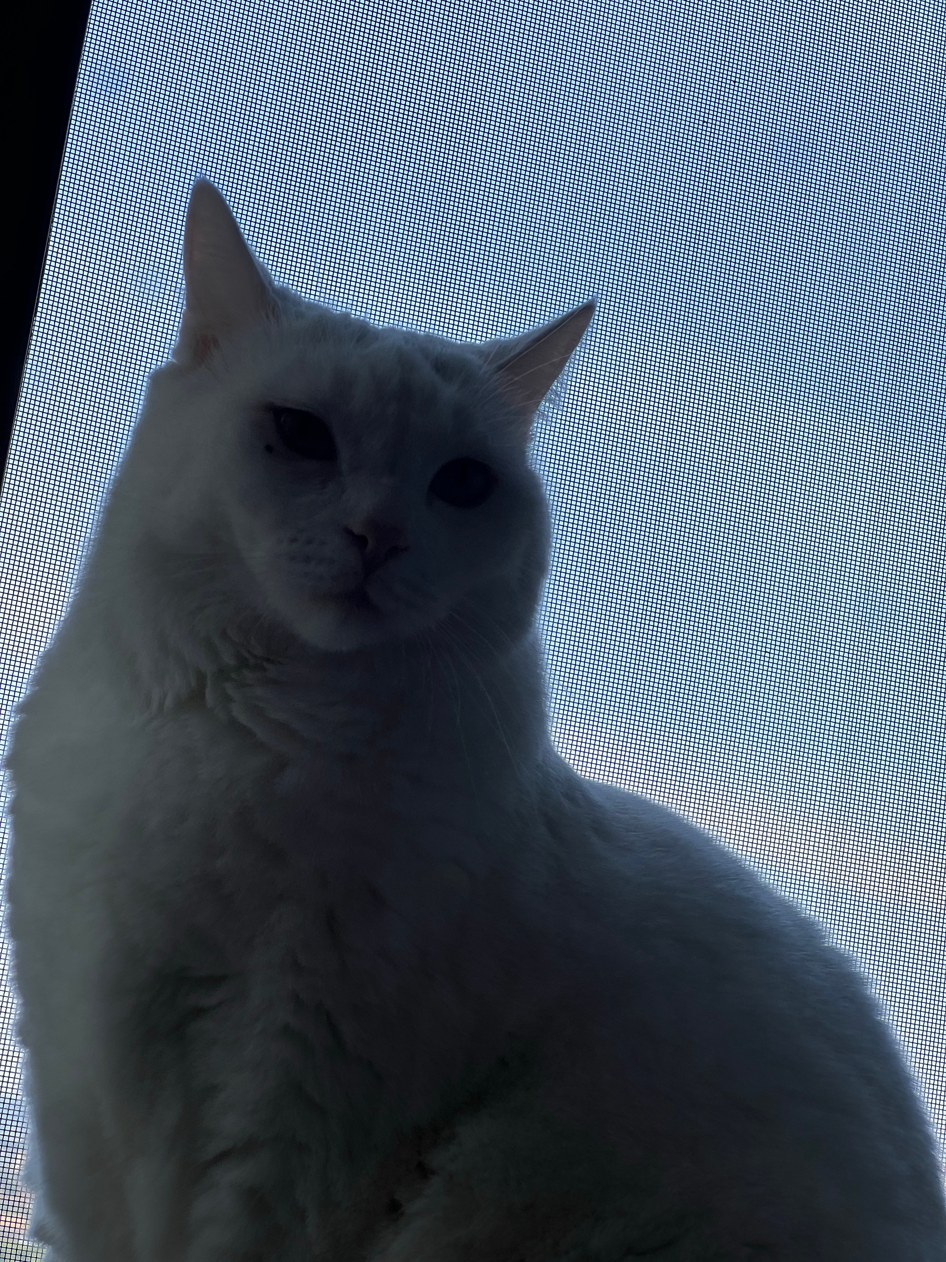 眼下有泪痣，烂桃花多，这一卦十根猫条
