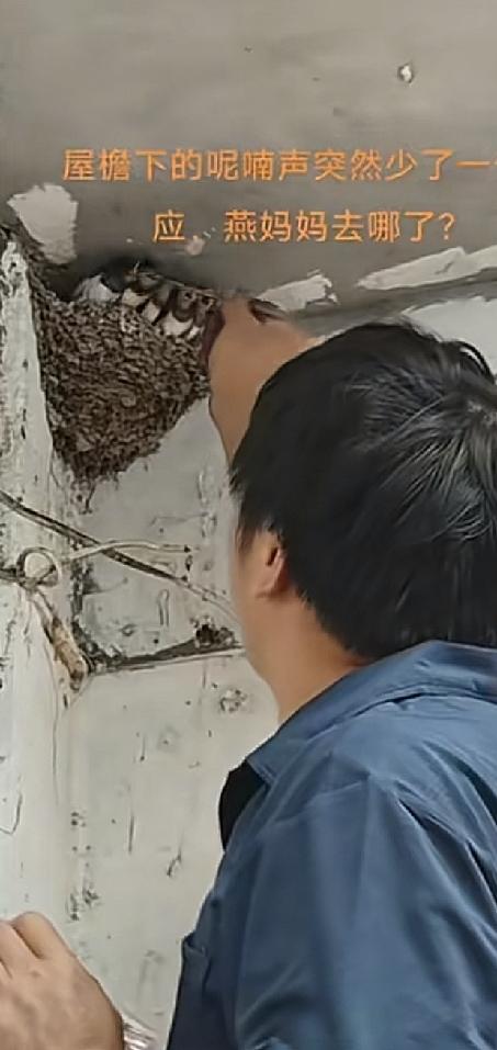 近日，苏州一名汽修店主投喂失亲雏燕的视频刷屏网络，引发广泛热议。
 
据悉，该店