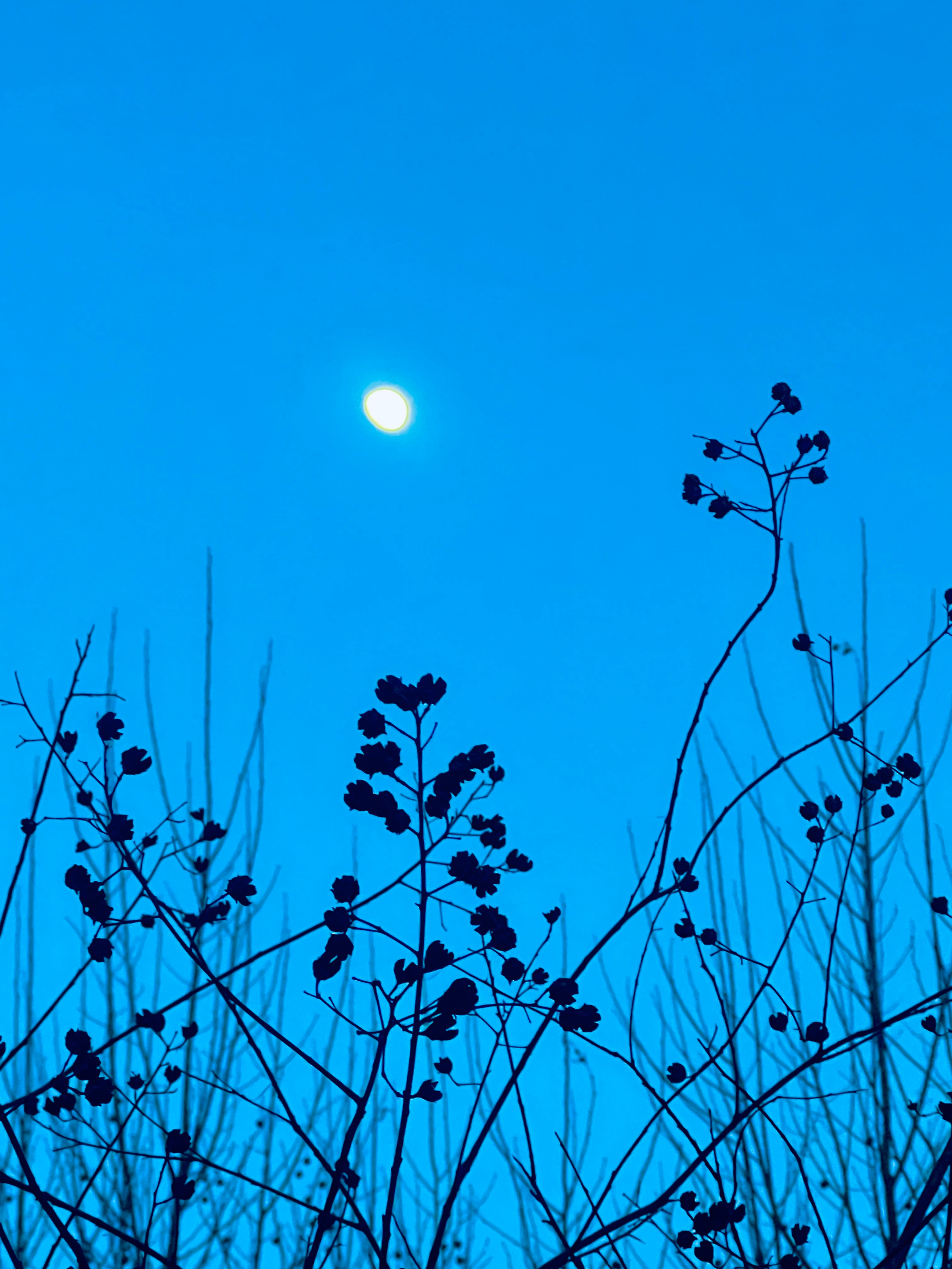 傍晚时分，严冬的寒冷搜刮着每一片温暖。一轮明月悄悄登上干枯的枝头。明天就是202