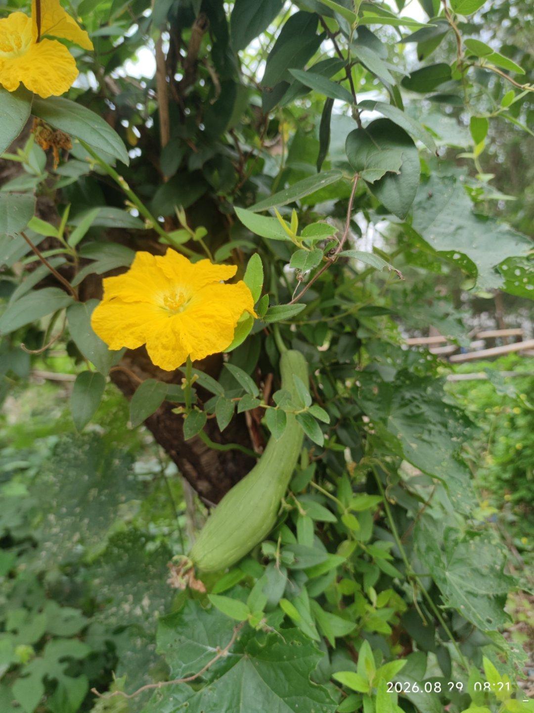 院里的丝瓜，才是热天最贴心的家常菜！  ​​​