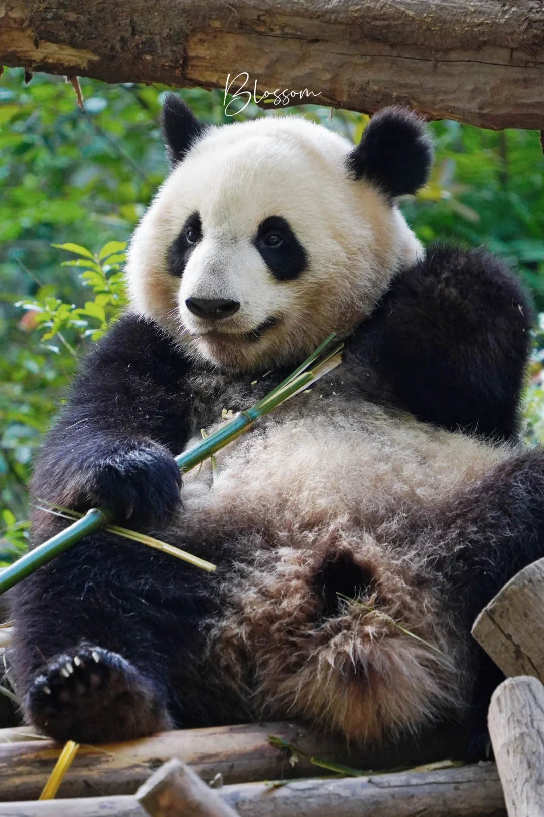 240505 焦黄的锅巴小北