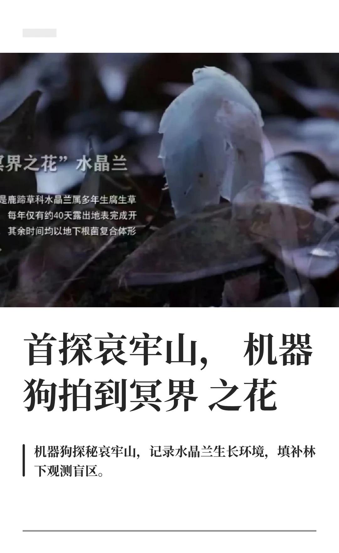 首探哀牢山，机器狗拍到冥界之花
哀牢山那地方，山高林密，断崖交错，很多区域人根本